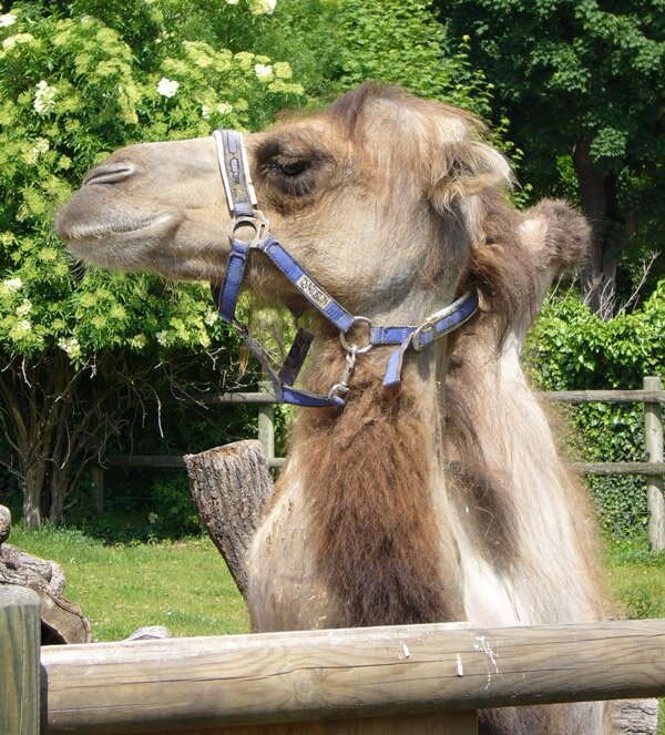 Шьонбрун - най-старата зоологическа градина в света (Schonbrunn Zoo)